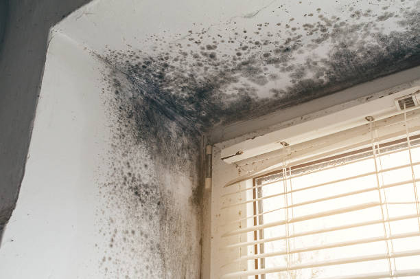 Affordable Mold Cleanup solutions in Spangler, PA