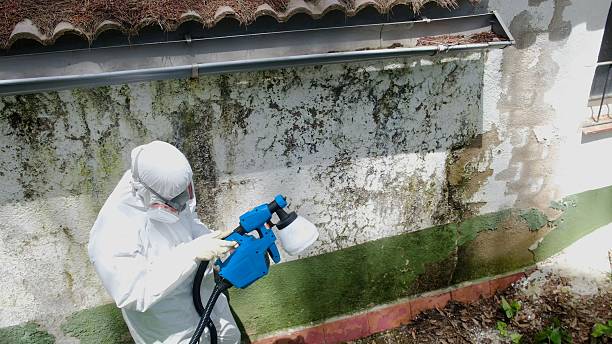 Top rated local Mold Cleanup specialists in Spangler, PA